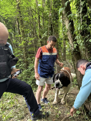 Illustration de l'article : Attaché à un arbre, ce Saint-Bernard retire le ruban adhésif de son museau et aboie pour alerter des randonneurs qui le découvrent à temps