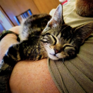 Illustration de l'article : Malgré une maladie neurologique limitant totalement sa mobilité cette petite chatte trouve toujours le moyen de bien jouer