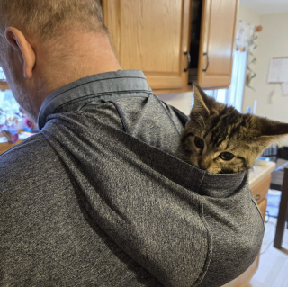 Illustration de l'article : Malgré une maladie neurologique limitant totalement sa mobilité cette petite chatte trouve toujours le moyen de bien jouer