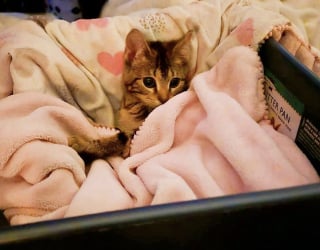 Illustration de l'article : Malgré une maladie neurologique limitant totalement sa mobilité cette petite chatte trouve toujours le moyen de bien jouer