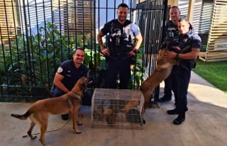 Illustration de l'article : 2 chiens attach&eacute;s &agrave; un arbre et 5 chiots encag&eacute;s sont sauv&eacute;s d'un &laquo; v&eacute;ritable mouroir &raquo; et confi&eacute;s &agrave; une association