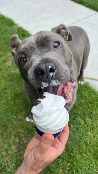 Illustration de l'article : On lui donnait 6 mois à vivre, 2 ans après ce chien « revit » grâce à sa famille d’accueil et à des glaces pour chiens