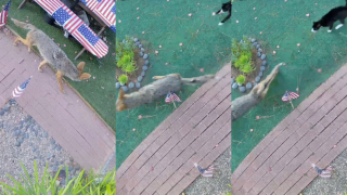 Illustration de l'article : Devant la maison de leur bienfaitrice, un chat errant en prot&egrave;ge un autre en mettant en fuite le coyote qui s'en prenait &agrave; lui