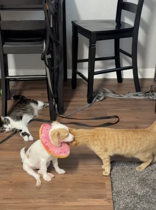 Illustration de l'article : « C'est son infirmière qui prend de ses nouvelles », ce chat dorlote un chiot en famille d’accueil après une opération (vidéo)