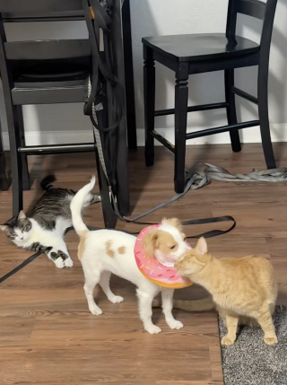 Illustration de l'article : « C'est son infirmière qui prend de ses nouvelles », ce chat dorlote un chiot en famille d’accueil après une opération (vidéo)