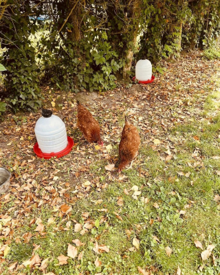 Illustration de l'article : Restées seules dans une maison pendant plusieurs jours après le décès de leur propriétaire, 2 chiennes redécouvrent avec joie le monde extérieur