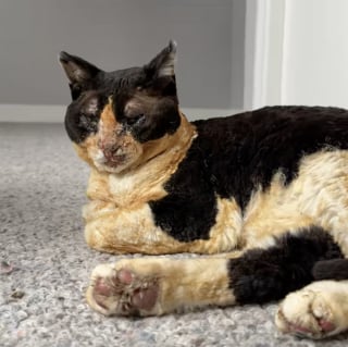 Illustration de l'article : « C'est une guérison incroyable », une chatte gravement brûlée dans un incendie retrouve un corps normal 3 mois plus tard (vidéo)