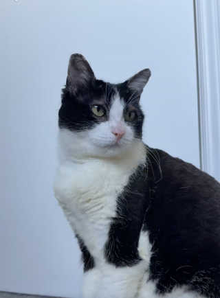 Illustration de l'article : « C'est une guérison incroyable », une chatte gravement brûlée dans un incendie retrouve un corps normal 3 mois plus tard (vidéo)