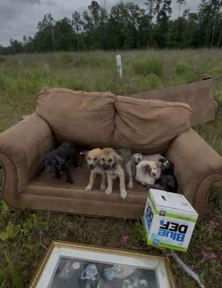 Illustration de l'article : Un chiot envoyé en éclaireur attire l'attention d'une bénévole qu'il guide vers ses frères et sœurs couchés sur un canapé en bord de route
