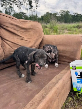 Illustration de l'article : Un chiot envoyé en éclaireur attire l'attention d'une bénévole qu'il guide vers ses frères et sœurs couchés sur un canapé en bord de route