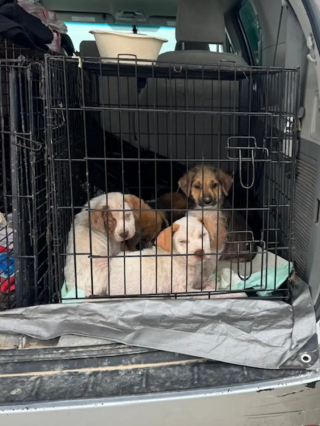 Illustration de l'article : Un chiot envoyé en éclaireur attire l'attention d'une bénévole qu'il guide vers ses frères et sœurs couchés sur un canapé en bord de route