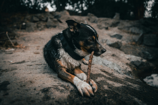 Illustration de l'article : Vrai ou faux : les chiens peuvent-ils mâcher des bouts de bois pour se nettoyer les dents ?