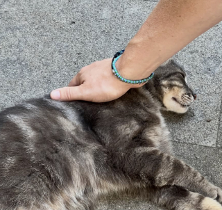 Illustration de l'article : À Rome, un nouveau running tour vous emmène sur les traces des chats de la ville (vidéo)