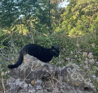 Illustration de l'article : À Rome, un nouveau running tour vous emmène sur les traces des chats de la ville (vidéo)
