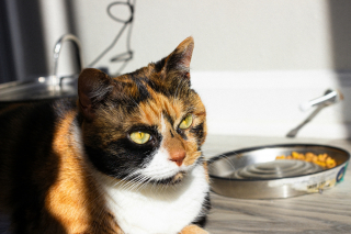 Illustration de l'article : Est-il possible de nourrir un chat avec des croquettes pour chien ?