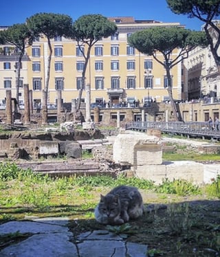 Illustration de l'article : À Rome, un nouveau running tour vous emmène sur les traces des chats de la ville (vidéo)