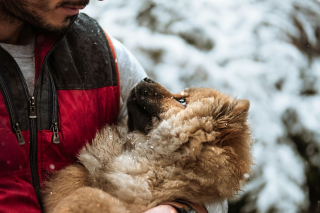 Illustration de l'article : Une étude révèle que le cerveau de votre chien possède une zone dédiée à la reconnaissance des visages