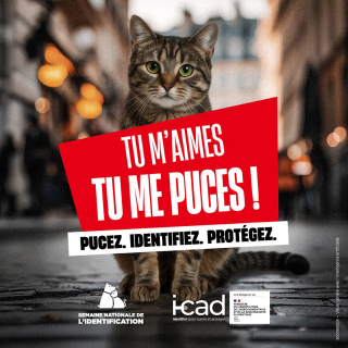 Illustration de l'article : Semaine Nationale de l&rsquo;Identification 2026 : pourquoi faire identifier son chien ou son chat est aussi important ?