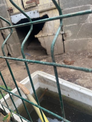 Illustration de l'article : 6 chiens de chasse vivant dans un enclos de fortune et un cabanon obscur sont secourus, leur détenteur menace leurs sauveurs