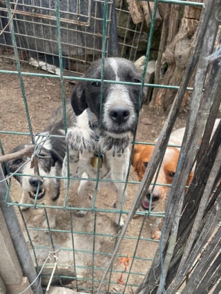 Illustration de l'article : 6 chiens de chasse vivant dans un enclos de fortune et un cabanon obscur sont secourus, leur détenteur menace leurs sauveurs