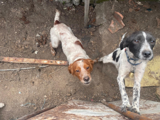 Illustration de l'article : 6 chiens de chasse vivant dans un enclos de fortune et un cabanon obscur sont secourus, leur détenteur menace leurs sauveurs