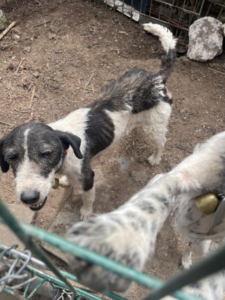Illustration de l'article : 6 chiens de chasse vivant dans un enclos de fortune et un cabanon obscur sont secourus, leur détenteur menace leurs sauveurs