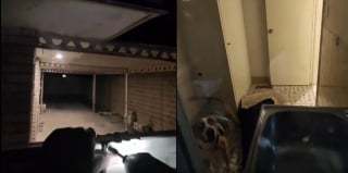 Illustration de l'article : Un homme dit pr&ecirc;t &agrave; assumer les cons&eacute;quences de ses actes apr&egrave;s s'&ecirc;tre introduit dans une propri&eacute;t&eacute; pour sauver un chien seul depuis 12 jours