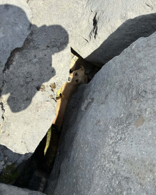Illustration de l'article : Coincé sous les rochers massifs d’une jetée, un chien est secouru grâce à un témoin et aux agents animaliers qu'il a alertés