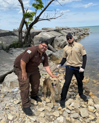 Illustration de l'article : Coincé sous les rochers massifs d’une jetée, un chien est secouru grâce à un témoin et aux agents animaliers qu'il a alertés