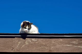Illustration de l'article : Alertés par les cris d’un chaton tombé derrière un mur de leur café, ils percent la cloison pour le sauver et l’adopter