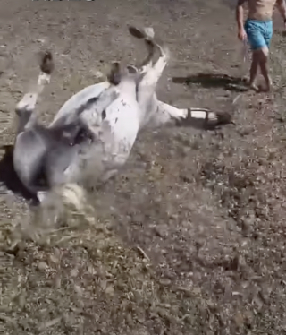 Illustration de l'article : Heureux d'être sauvés, ces chevaux profitent d'une journée à la mer et se roulent sur la plage « comme des chiens » (vidéo)