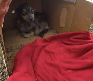 Illustration de l'article : Cach&eacute; dans un carton pour s'abriter de la pluie, ce chiot errant r&eacute;v&egrave;le son caract&egrave;re enjou&eacute; apr&egrave;s son sauvetage et attend sagement d'&ecirc;tre adopt&eacute;