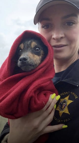 Illustration de l'article : Cach&eacute; dans un carton pour s'abriter de la pluie, ce chiot errant r&eacute;v&egrave;le son caract&egrave;re enjou&eacute; apr&egrave;s son sauvetage et attend sagement d'&ecirc;tre adopt&eacute;