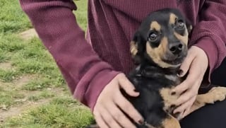 Illustration de l'article : Cach&eacute; dans un carton pour s'abriter de la pluie, ce chiot errant r&eacute;v&egrave;le son caract&egrave;re enjou&eacute; apr&egrave;s son sauvetage et attend sagement d'&ecirc;tre adopt&eacute;