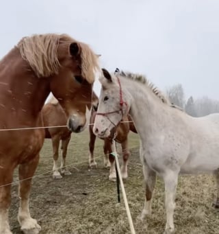 Illustration de l'article : Après des années de solitude, une jument Appaloosa découvre enfin l’amitié auprès d’un troupeau bienveillant (vidéo)