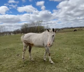 Illustration de l'article : Après des années de solitude, une jument Appaloosa découvre enfin l’amitié auprès d’un troupeau bienveillant (vidéo)