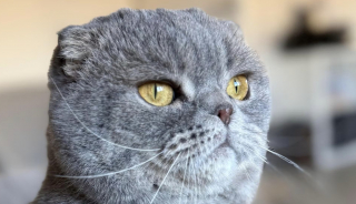 Illustration de l'article : Maximus, le chat du Premier ministre belge, se lance dans les pronostics sportifs à l'occasion de la Coupe du monde de football