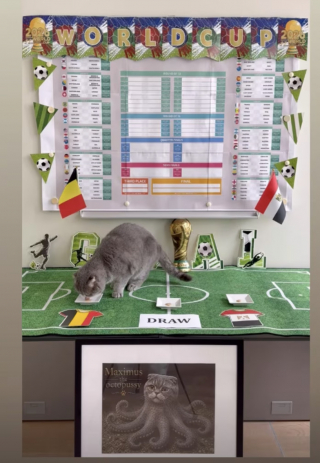 Illustration de l'article : Maximus, le chat du Premier ministre belge, se lance dans les pronostics sportifs à l'occasion de la Coupe du monde de football