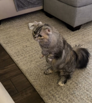 Illustration de l'article : Se dressant comme un suricate quand quelque chose l'interloque, cette chatte Munchkin reprend son &eacute;tonnante position face &agrave; une liti&egrave;re autonettoyante (vid&eacute;o)