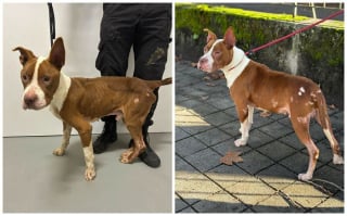 Illustration de l'article : 13 photos de chiens sauvés qui témoignent de la force des secondes chances