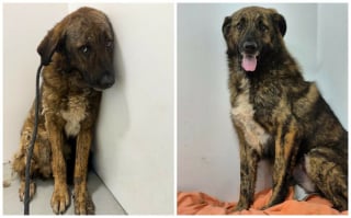 Illustration de l'article : 13 photos de chiens sauvés qui témoignent de la force des secondes chances