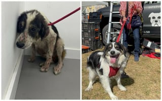 Illustration de l'article : 13 photos de chiens sauvés qui témoignent de la force des secondes chances