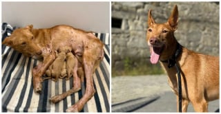 Illustration de l'article : 13 photos de chiens sauvés qui témoignent de la force des secondes chances