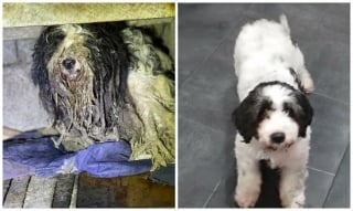 Illustration de l'article : 13 photos de chiens sauvés qui témoignent de la force des secondes chances