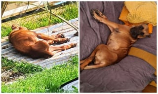 Illustration de l'article : 13 photos de chiens sauvés qui témoignent de la force des secondes chances