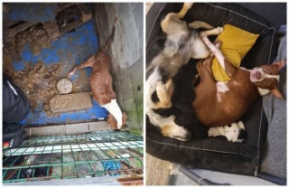Illustration de l'article : 13 photos de chiens sauvés qui témoignent de la force des secondes chances