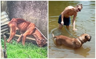 Illustration de l'article : 13 photos de chiens sauvés qui témoignent de la force des secondes chances
