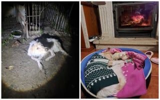 Illustration de l'article : 13 photos de chiens sauvés qui témoignent de la force des secondes chances