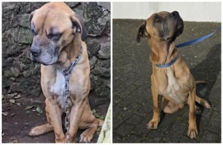 Illustration de l'article : 13 photos de chiens sauvés qui témoignent de la force des secondes chances