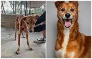 Illustration de l'article : 13 photos de chiens sauvés qui témoignent de la force des secondes chances